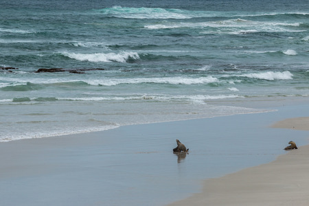Australian Sea Lions, Seal Bay, Kangaroo Islandの写真素材