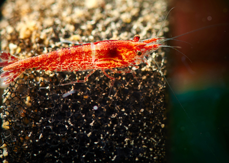 shrimp aquarium, red, cherry cultivar, length of 1 centimeterの写真素材