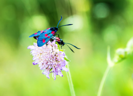 Butterfly on a flower in the summerの写真素材