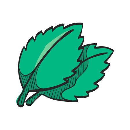 Basil leaves icon in color drawing. Food cooking ingredient aromatic organic saladのイラスト素材
