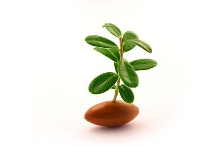 Acorn with sprout on white backgroundの写真素材