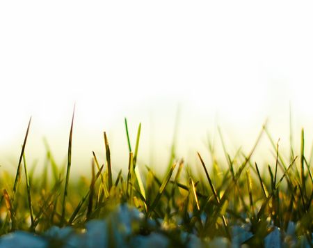 Grass with snow on white backgroundの写真素材