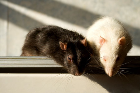 Black and white rats with place for text