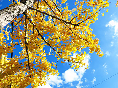 blue skay and yellow ginkgo leaf
