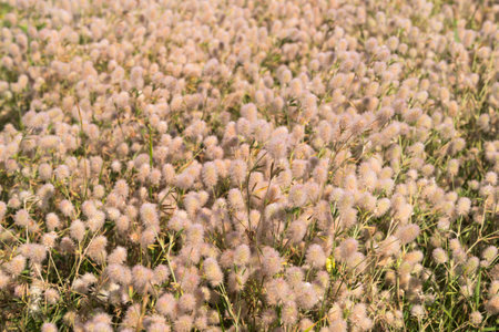 The beginning of August. Ryazan, Russia.の写真素材