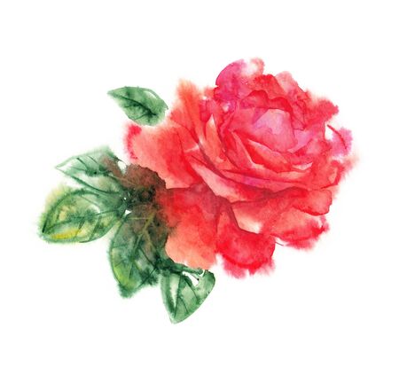 Colored illustration of watercolors of a flower of a red roseの写真素材