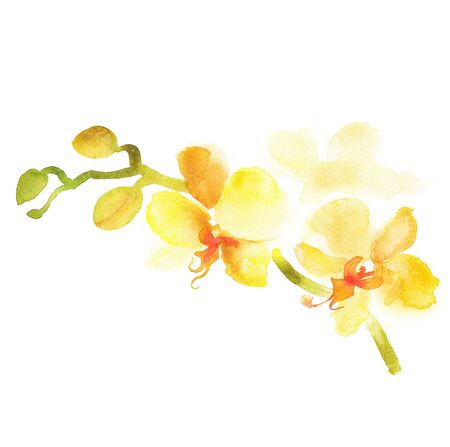 yellow phalaenopsisの写真素材