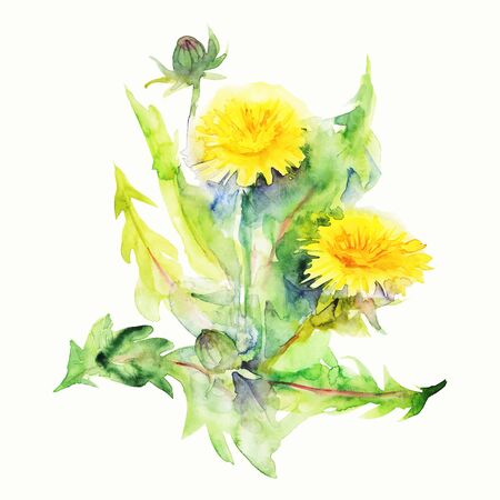 watercolor flower Taraxacum officinaleのイラスト素材