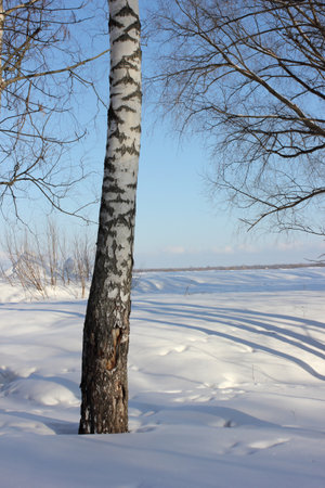 Birch tree trunk in the snowy park.の写真素材