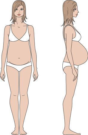 Pregnant female figure template. Front and side.のイラスト素材