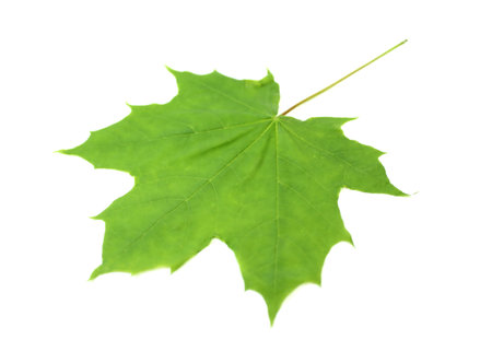A green leaf of an a maple.の写真素材