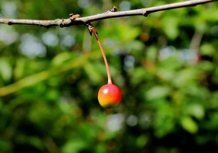 Young cherry berry on a branch.の写真素材