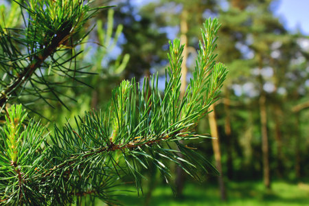 Pine tree branch in the forest.