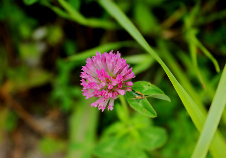 Meadow clover in the green grass.の写真素材