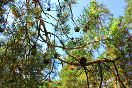Pine tree branch with cones in the forest.