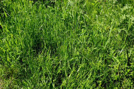 Green grass sedge in the park.の写真素材