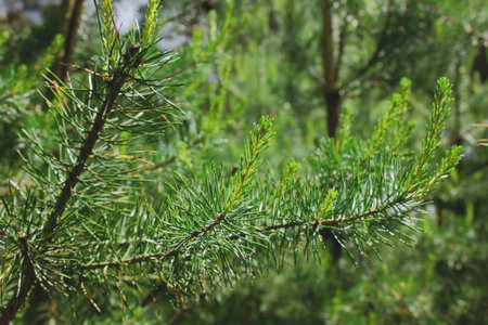 Pine tree branch in the forest.