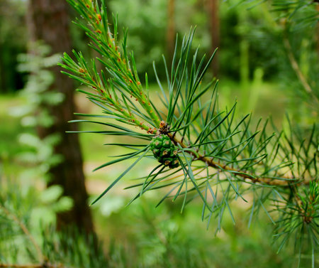Pine tree branch with young green cones.