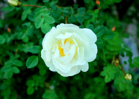 White rosehip flower on a branch.の写真素材