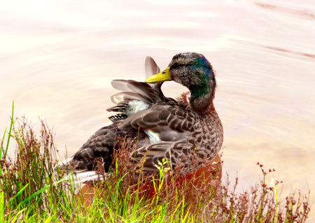 A duck by the lake shore, green grass. Bird on water in summer season. Close up photo in daytime. Wildlife beauty. Waterfowl in pond Nature backgroundの写真素材