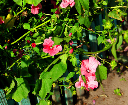 Mallow flower and green leaves. Pink flowers backdrop. Plant floral botanical background. Summer season. Close up photo in daytime. Beauty of natureの写真素材