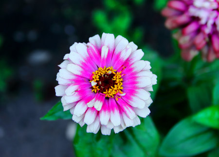 Zinnia flower and green leaves. Pink flowers backdrop. Plant floral botanical background. Summer season. Close up photo in daytime. Beauty of natureの写真素材