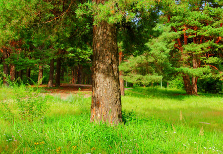 A green mixed forest or park on a sunny day. Summer landscape in the daytime. Tree branches and grass illuminated by sunlight. Beauty of nature.の写真素材