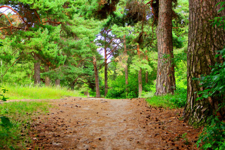 A green mixed forest or park on a sunny day. Summer landscape in the daytime. Tree branches and...