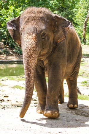 elephant is walkingの写真素材