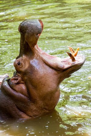 hippopotamus asking for foodの写真素材