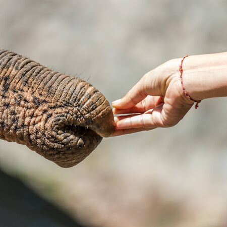 feeding elephantの写真素材
