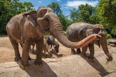 feeding elephant activity in Thailandの写真素材