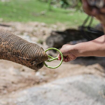 feeding elephant to trunk activity in open safari, thailand  This activity is very funny の写真素材