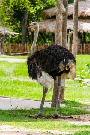 ostrich bird in open safari thailandの写真素材