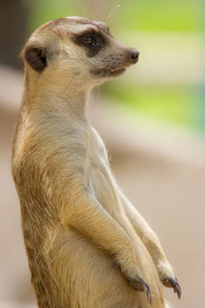 meerkat in with blur background  Open safari in Thailansの写真素材