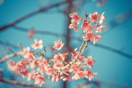 Wild himalayan cherry flower in Chiangmai, Thailand の写真素材
