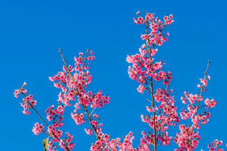 Wild himalayan cherry flower in Chiangmai, Thailand の写真素材