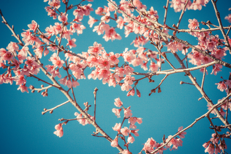 Wild himalayan cherry flower in Chiangmai, Thailand の写真素材