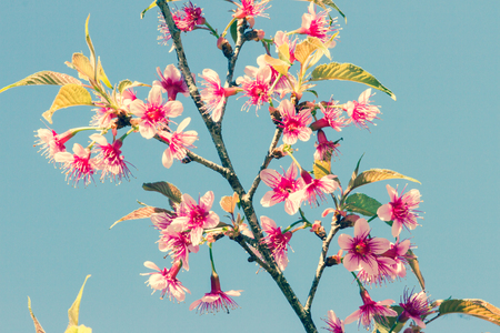 Wild himalayan cherry flower in Chiangmai, Thailand の写真素材