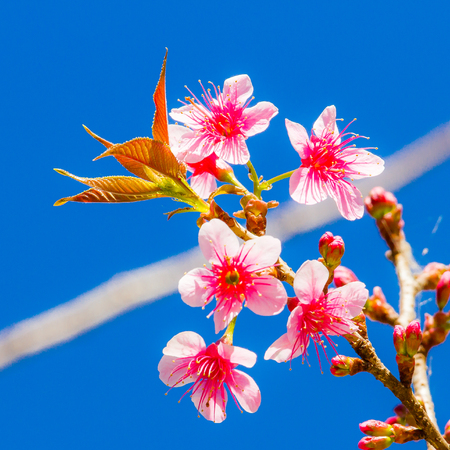wild himalayan cherry blossom with blue sky background. sakura flowerの写真素材