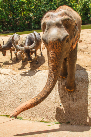elephant close upの写真素材