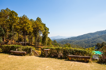 View of pine forest and yardの写真素材