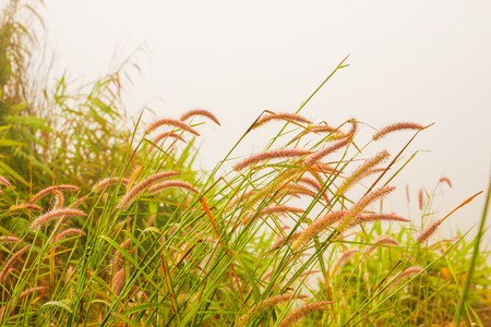 grass flower in fog morningの写真素材