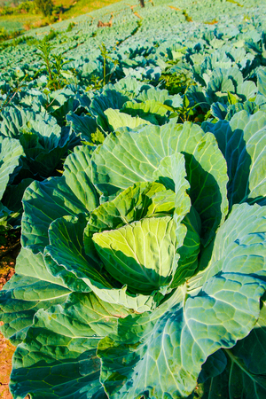 cabbage fieldの写真素材