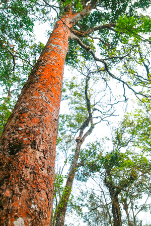 Bi tropical tree in forestの写真素材