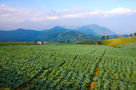 Cabbage fieldの写真素材