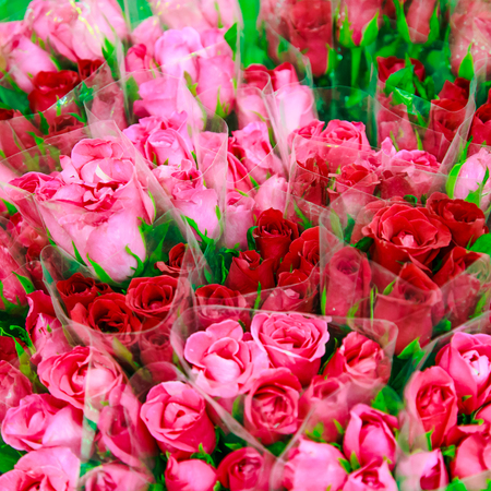 Valentine day background. Bouquet of roses flowers.の写真素材