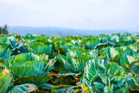 Cabbage field on hill