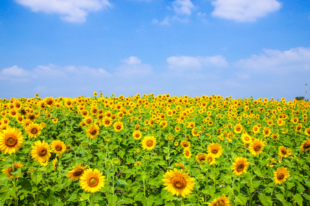 sunflower blossom on blue skyの写真素材