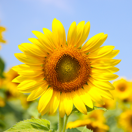 sunflower blossom on blue skyの写真素材
